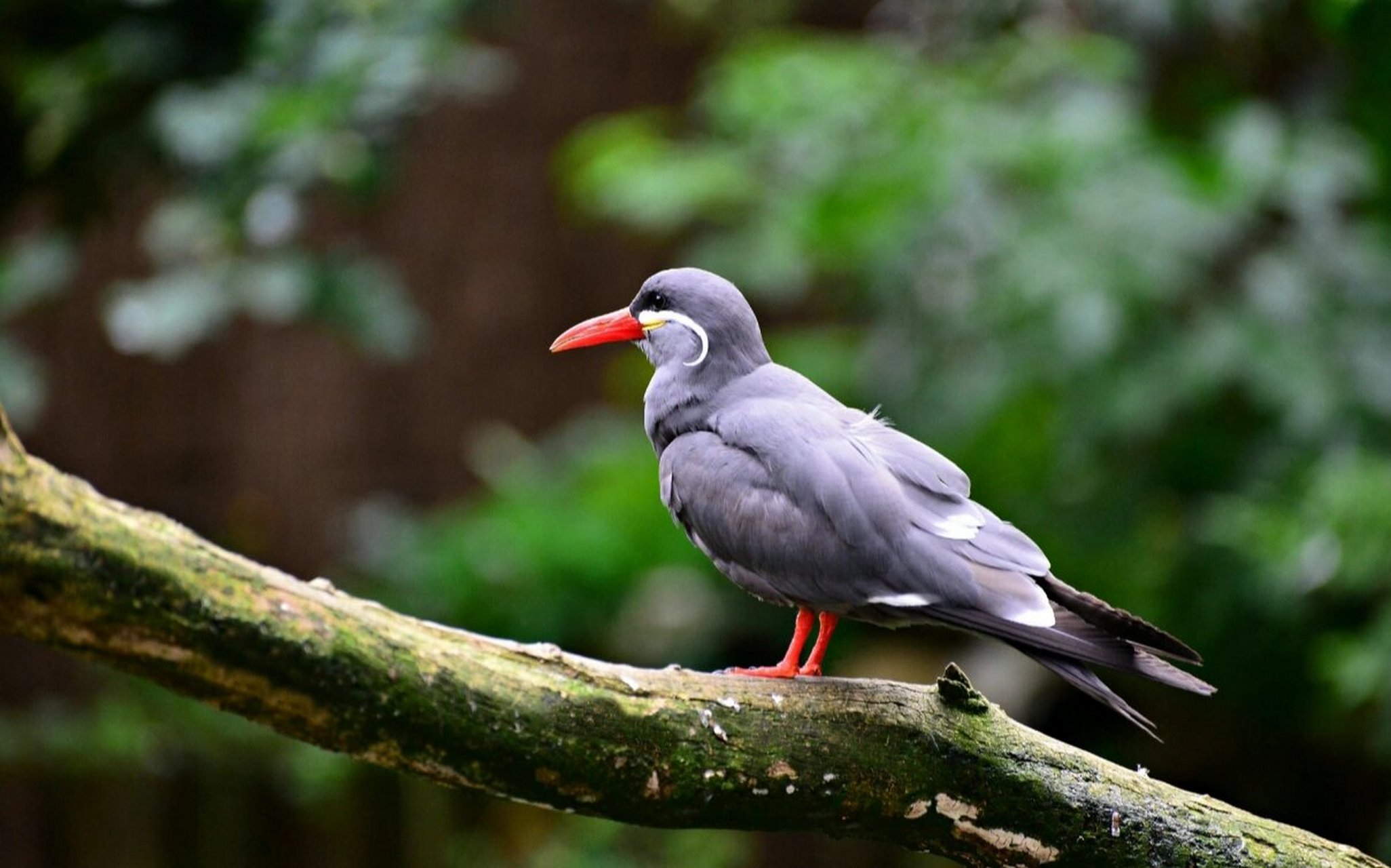 南美海岸线的小胡子——印加燕鸥 简单介绍下,我们是鸥科,燕鸥属的一