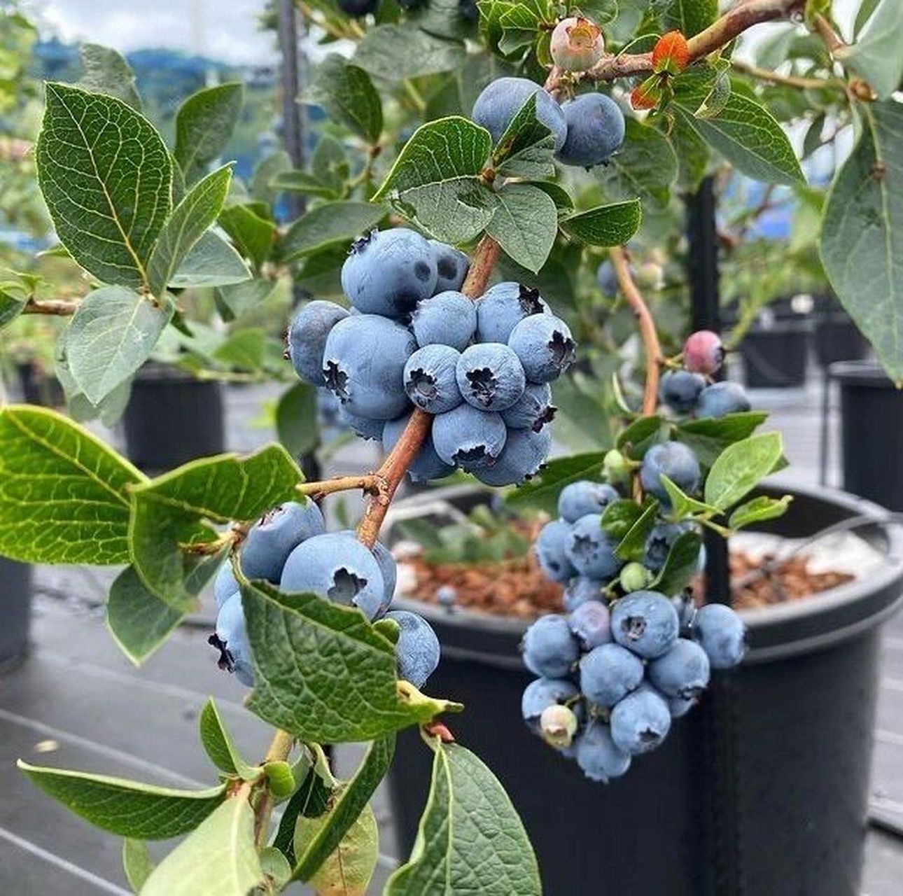 蓝莓果树不开花怎么办 【蓝莓的花期】 蓝莓树的花期在春季的3