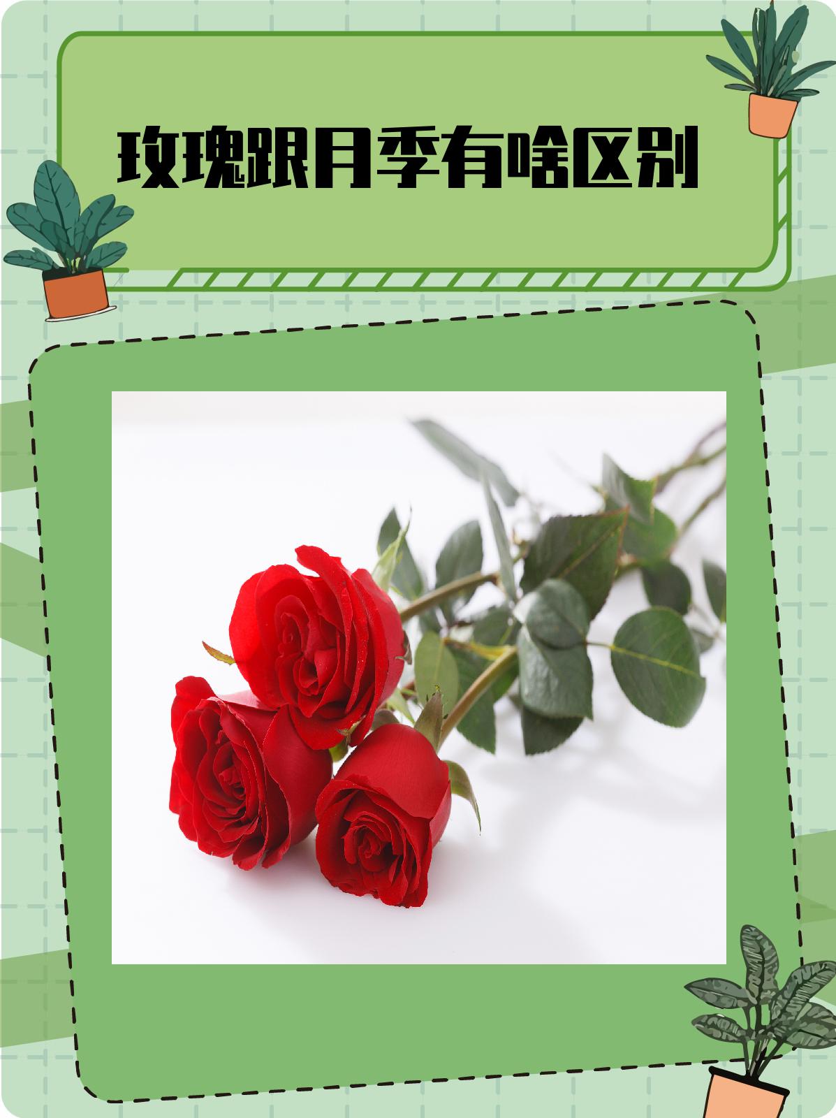 玫瑰与月季:两者的区别  1, 形态特征的差异 玫瑰和月季虽然都是蔷薇