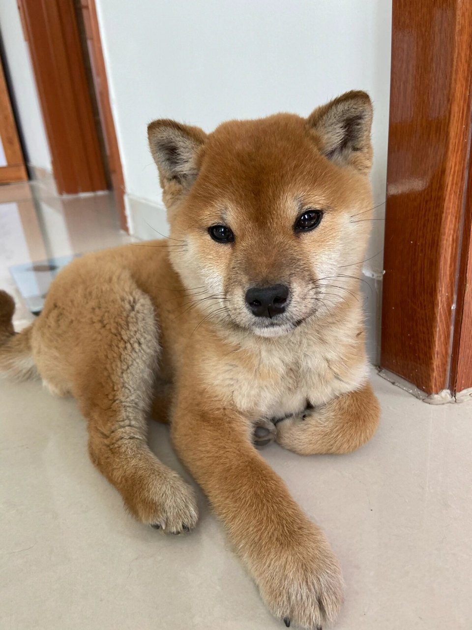 三个月的小柴柴,感冒好啦 狗狗名字叫团子,买之前已打两针疫苗,因第一