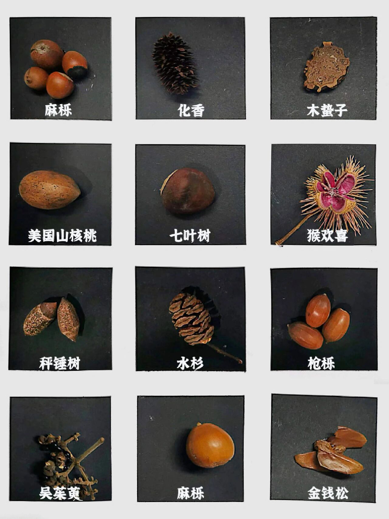 紫金山常见的树木种子,大家都认识吗