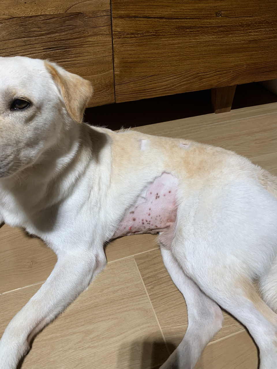 狗狗皮肤病 结痂状 说是真菌感染了 用了碘伏 红霉素软膏 看看有没有