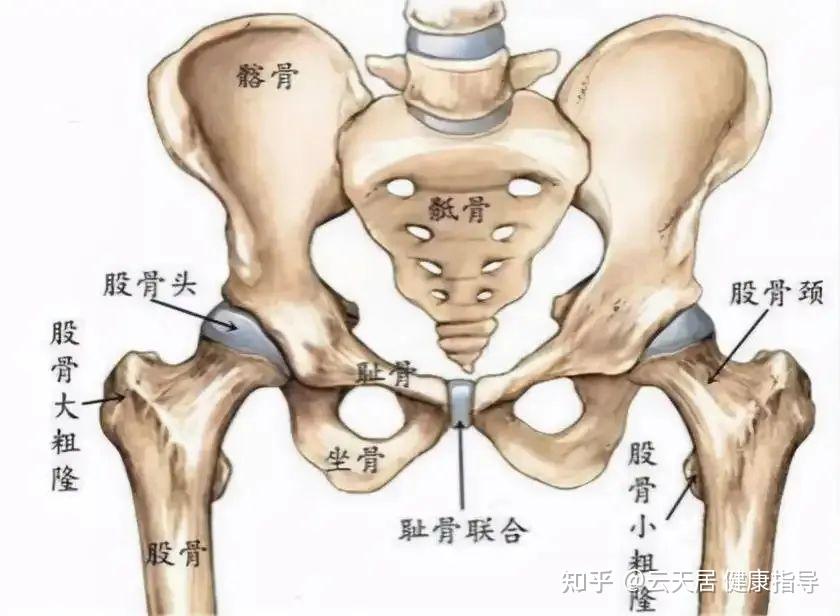 股骨头坏死调理案例