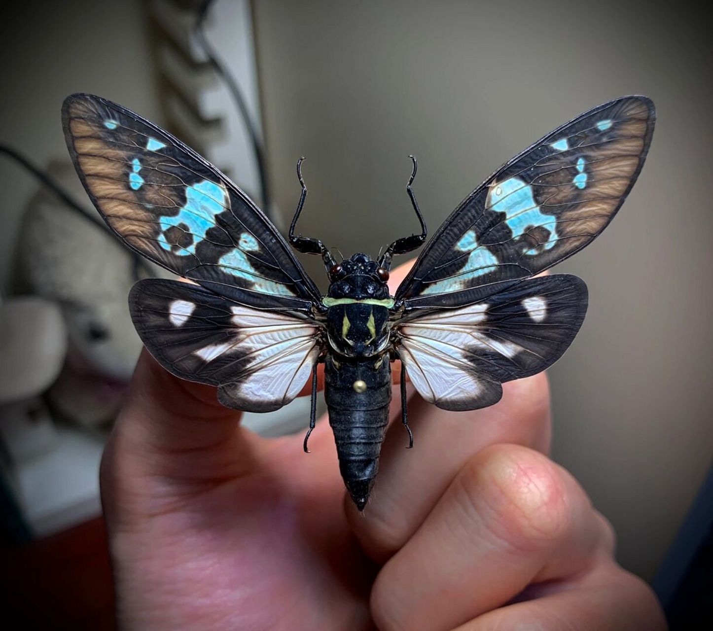 标本分享～ 来自云南西双版纳的景洪彩蝉,拥有多种色形,外表像蝴蝶