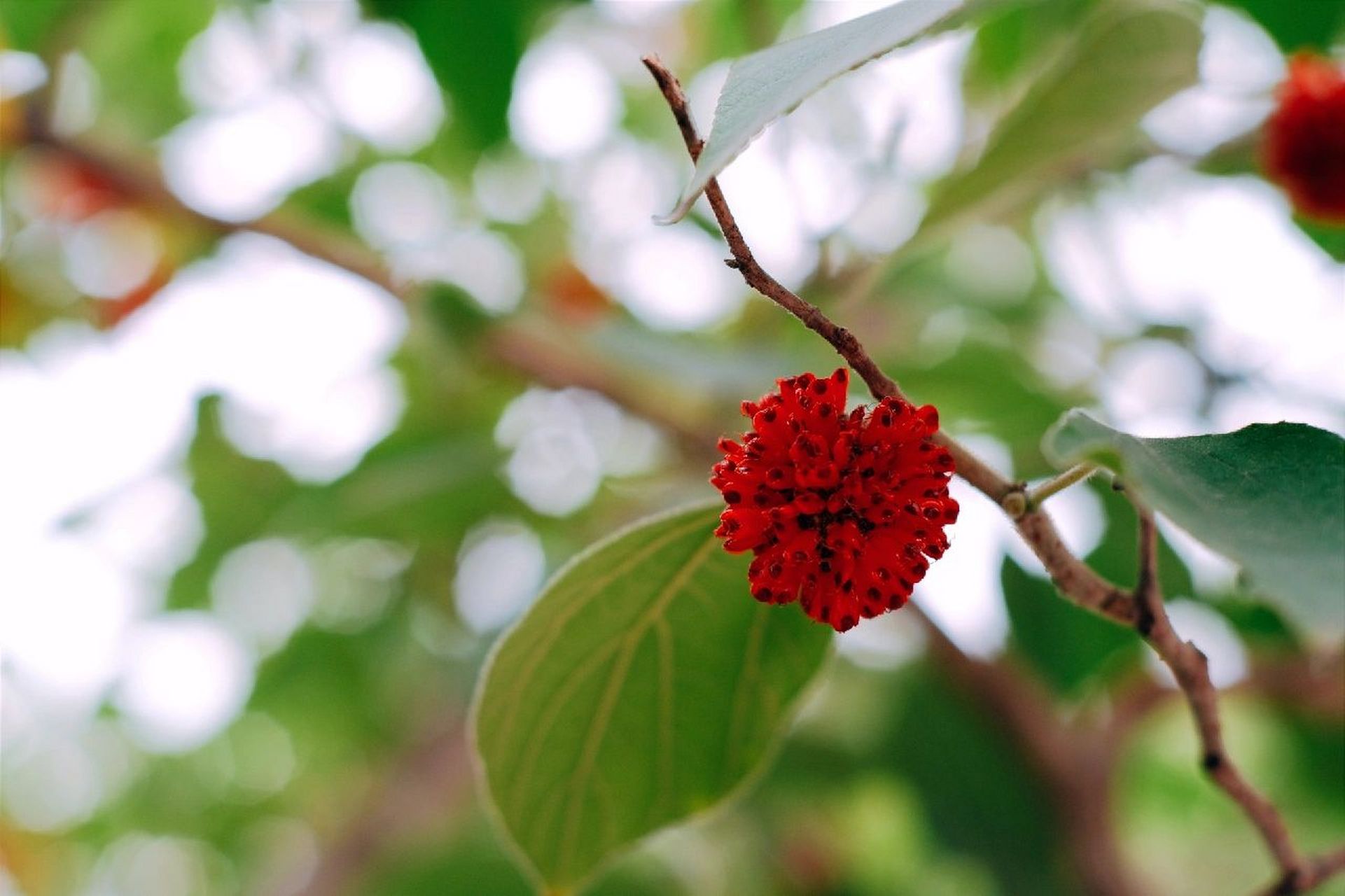 构树别名楮桃等 构树(学名broussonetia papyrifera)别名楮桃等,为