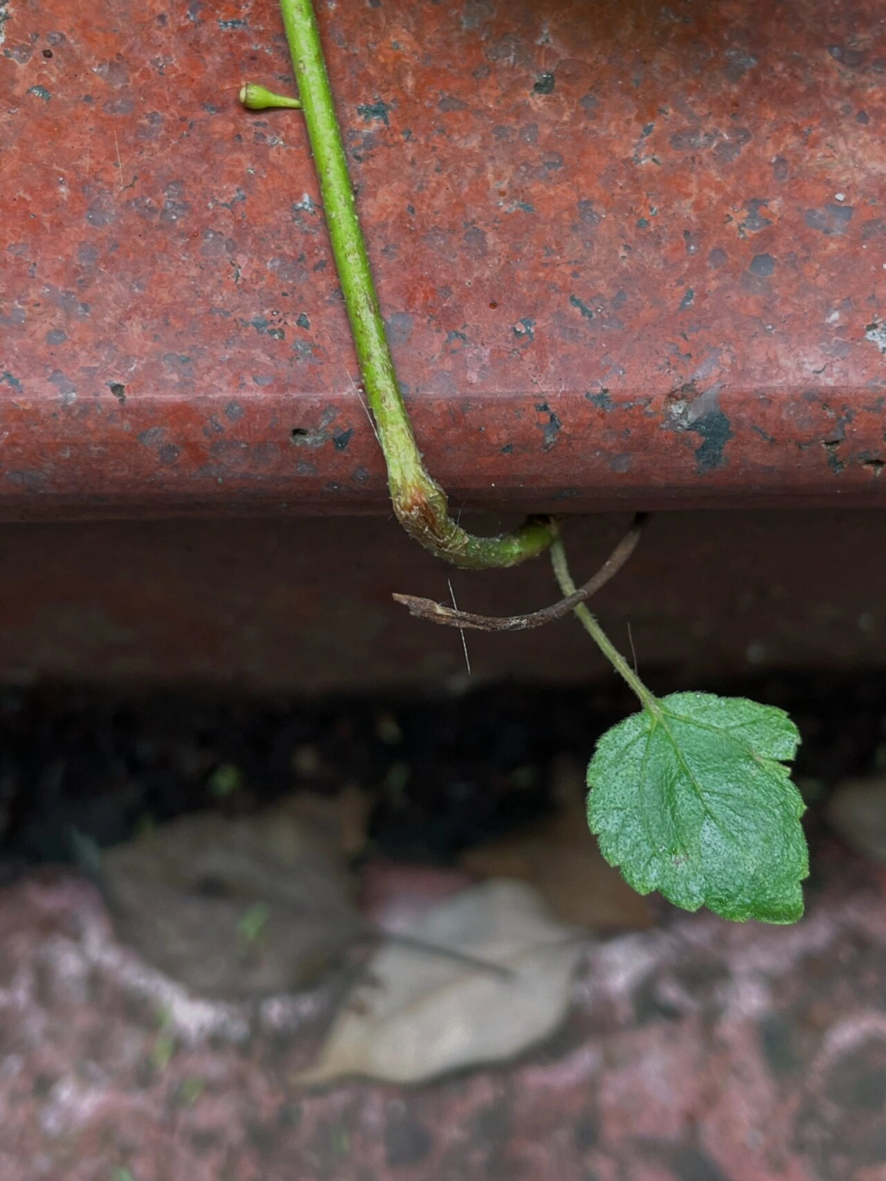 阶梯的夹缝中 看到一颗小草 从直到90度拐弯 在朝天生长 小草貌不惊人
