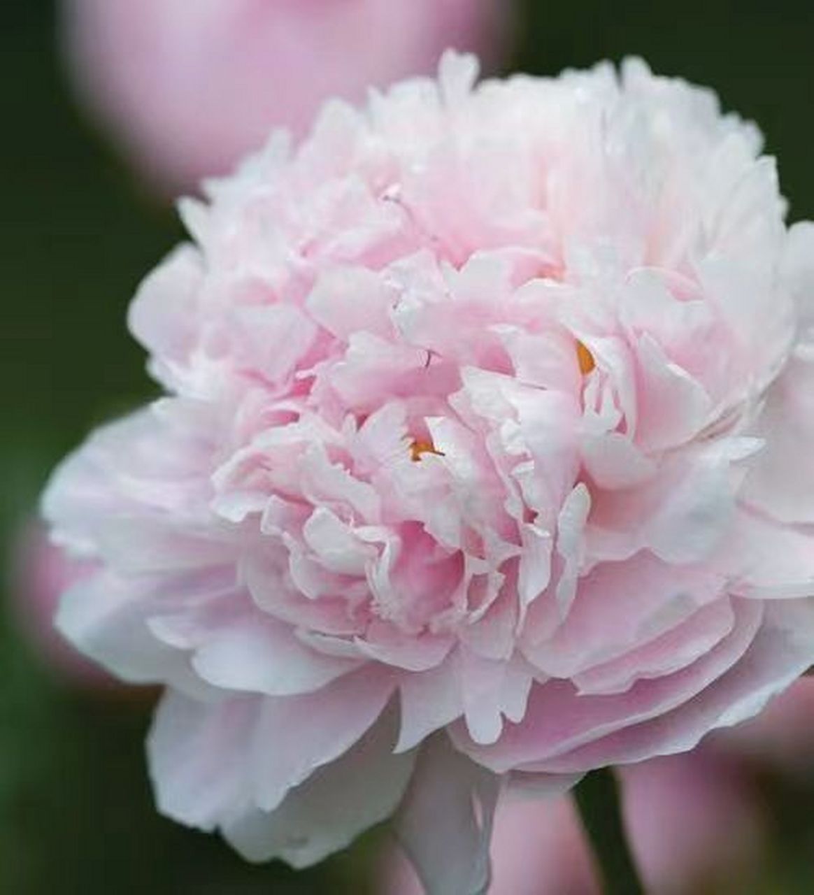 又到了种芍药的季节,粉色系莎拉真的太优秀 粉色系最出名的沙拉果然是