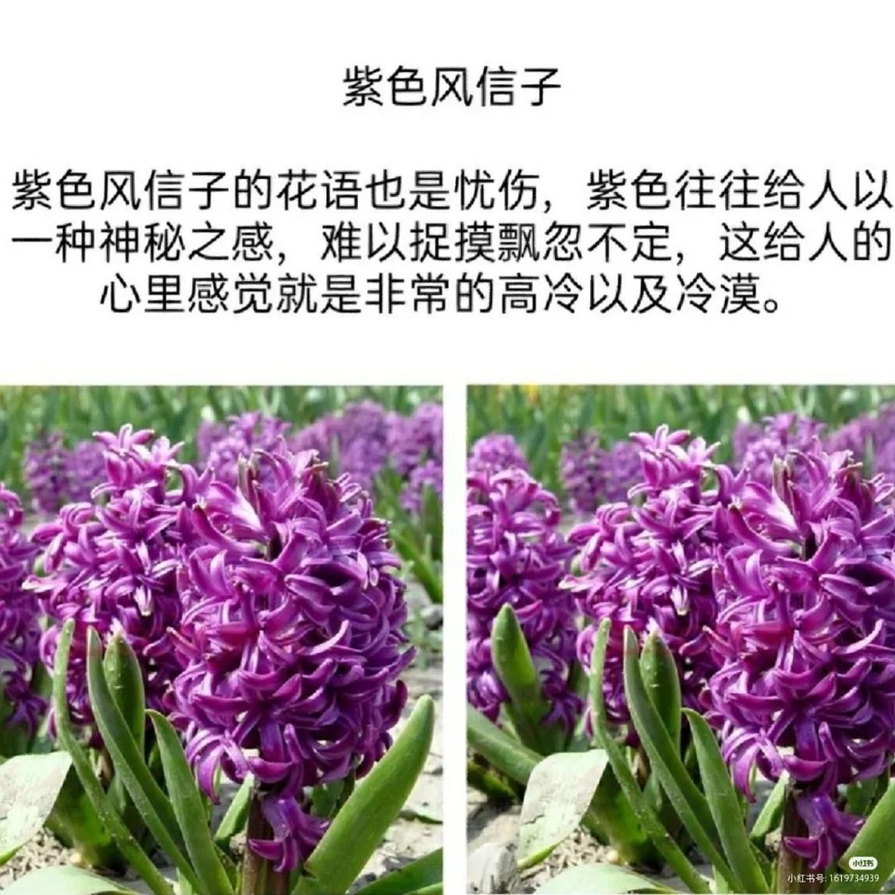 世界上的花 冷漠图片