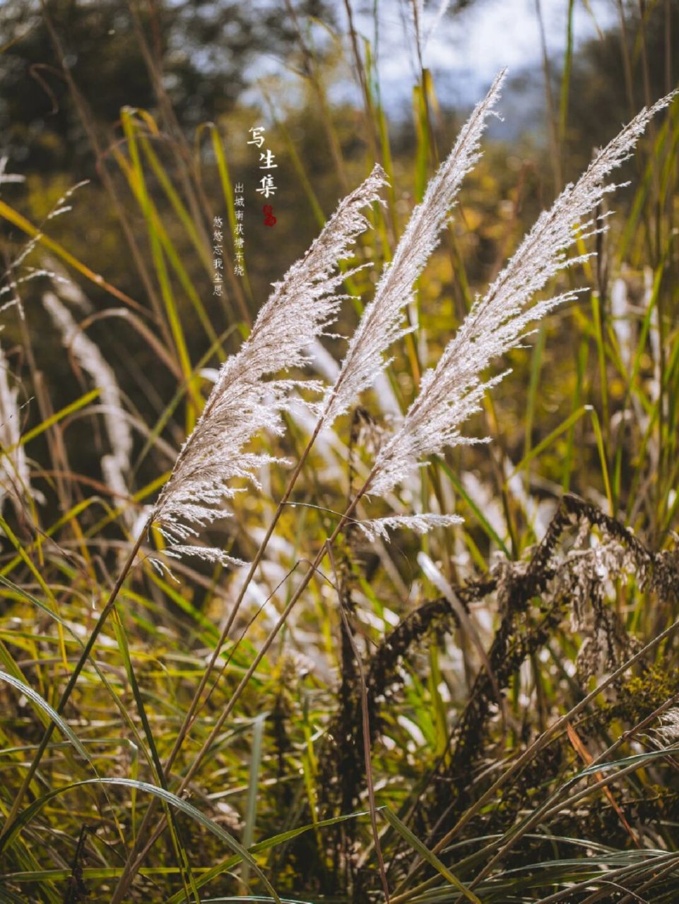 探索植物——冬日的南荻 【植物百科】 南荻(学名:triarrhena