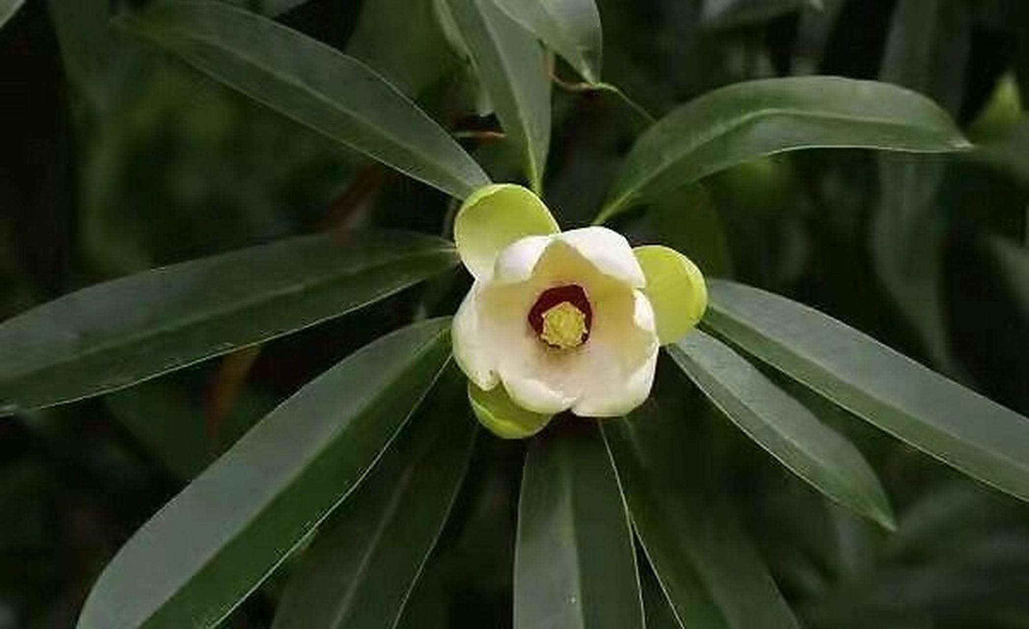 木莲95 双子叶植物纲毛茛目木兰科木兰族木莲属植物 木莲94(衙