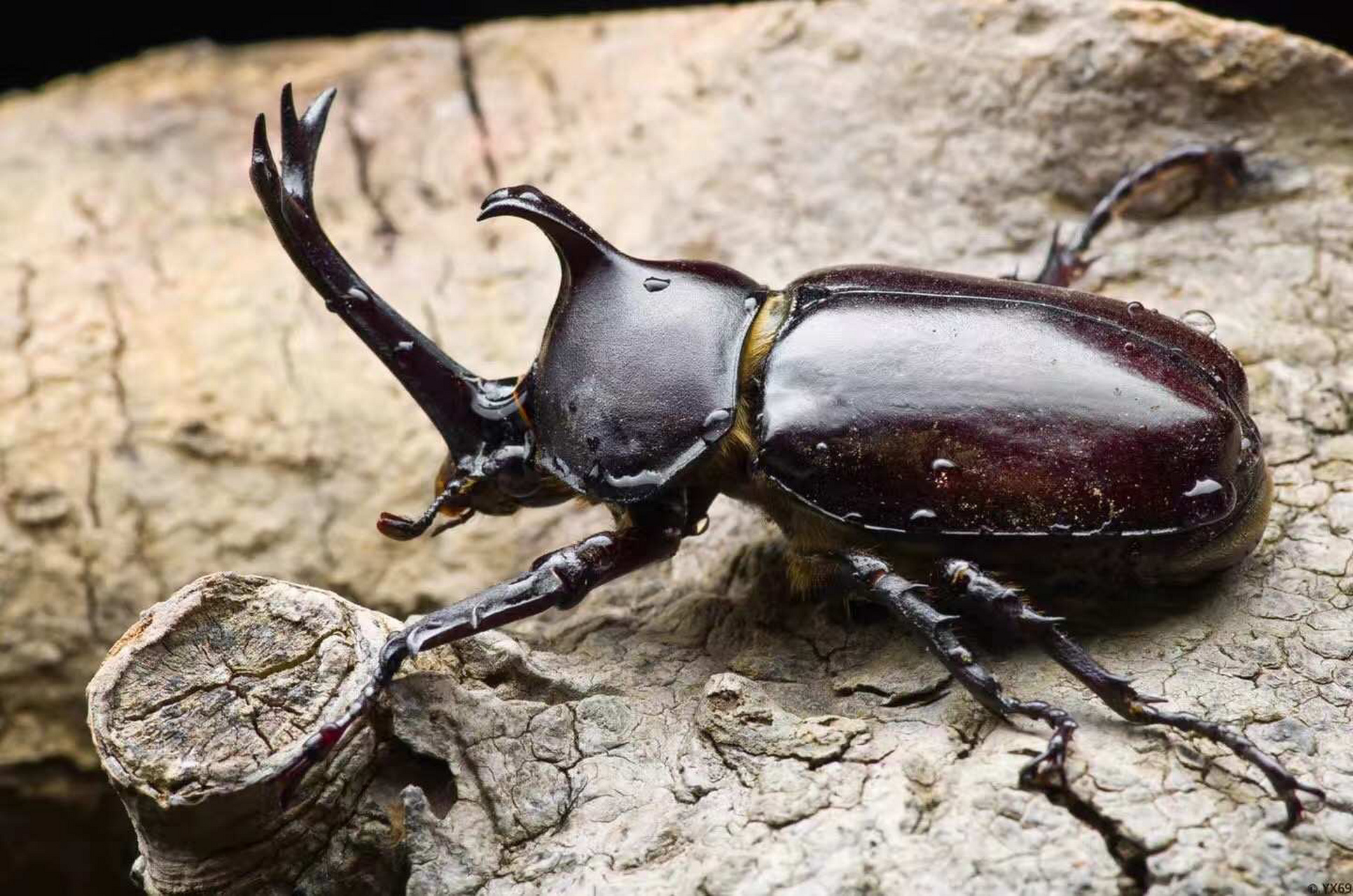 日本男孩国民级宠物"独角仙" 日本的夏天,80,90%的小男孩都喜欢养