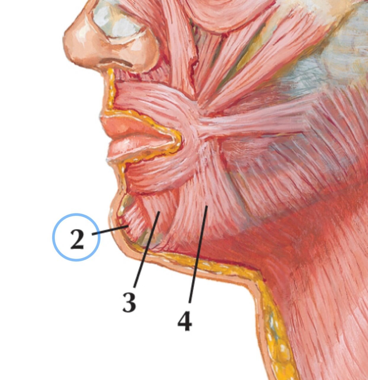 下巴肌肉结构图片