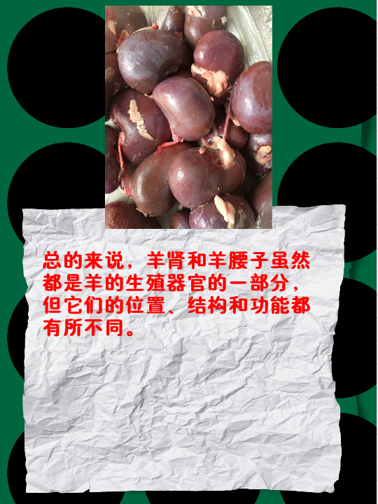 位置:羊肾位于羊的腰部,具体来说,它位于腰椎的两侧,紧靠肾脏.