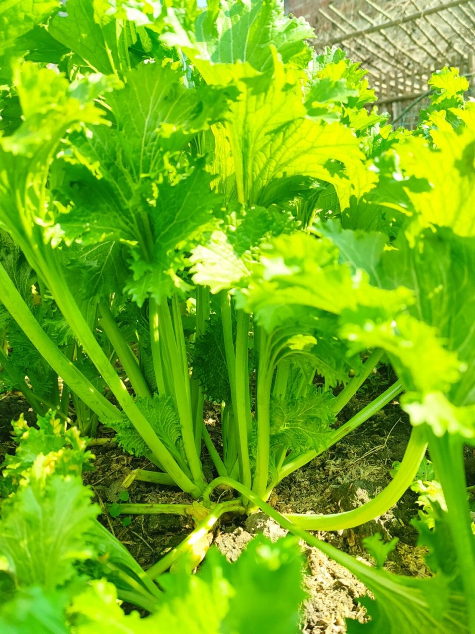 清香碧玉-香芥菜 这个菜不仅好吃,还长得快.