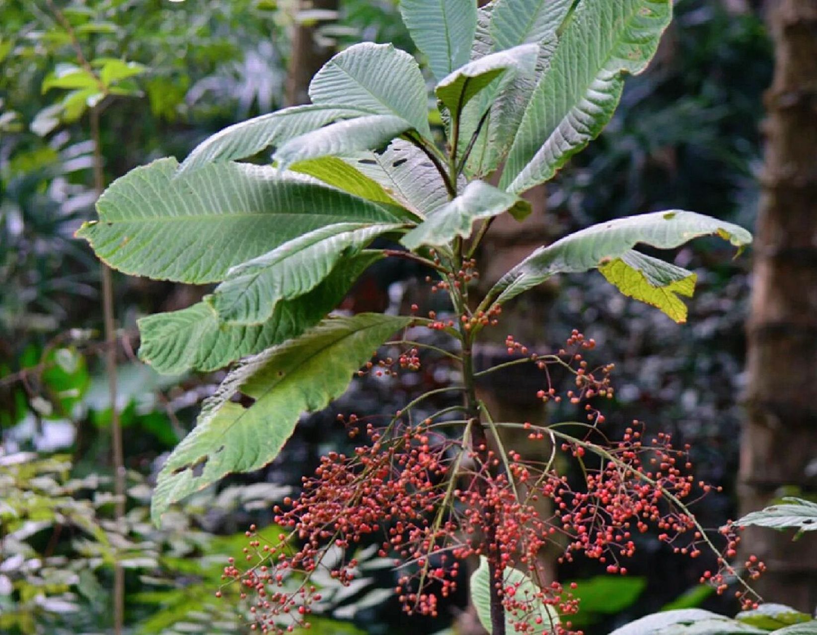 岭南草药坊 第五十五期【走马胎】 岭南草药坊 第五十五期 【走马胎】
