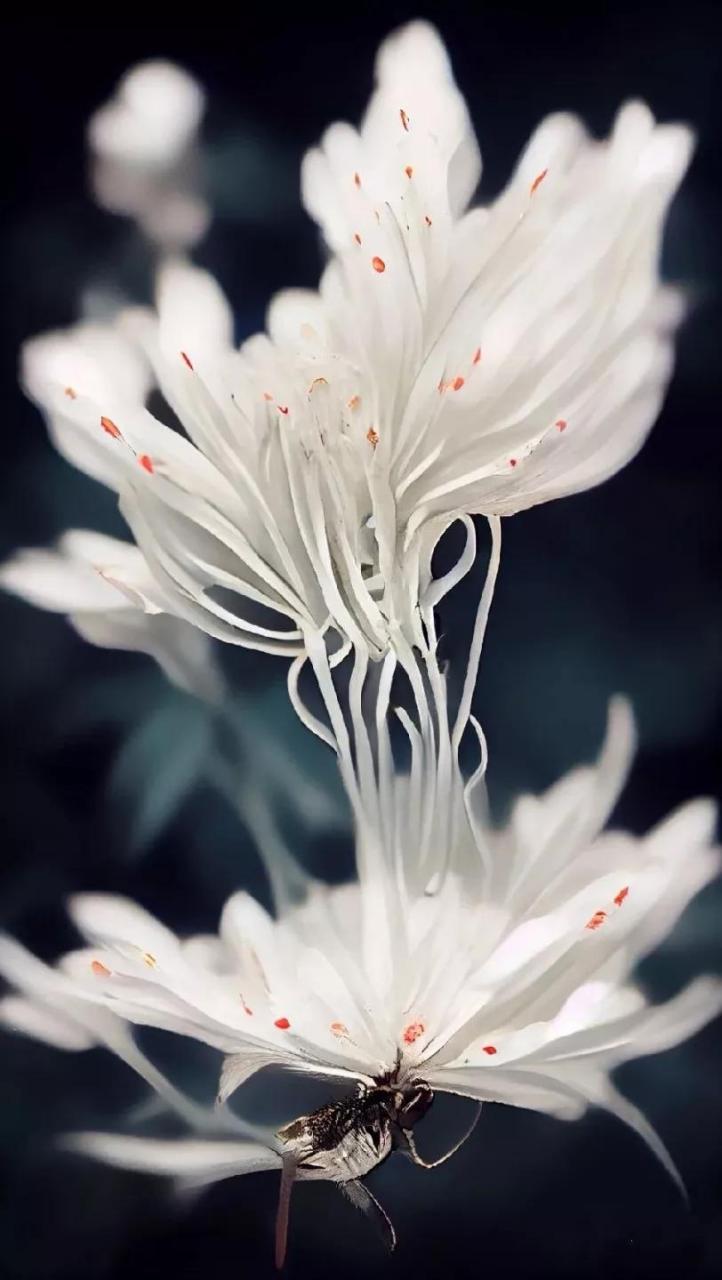 白色彼岸花:曼陀罗华 寓意:开在天上的花