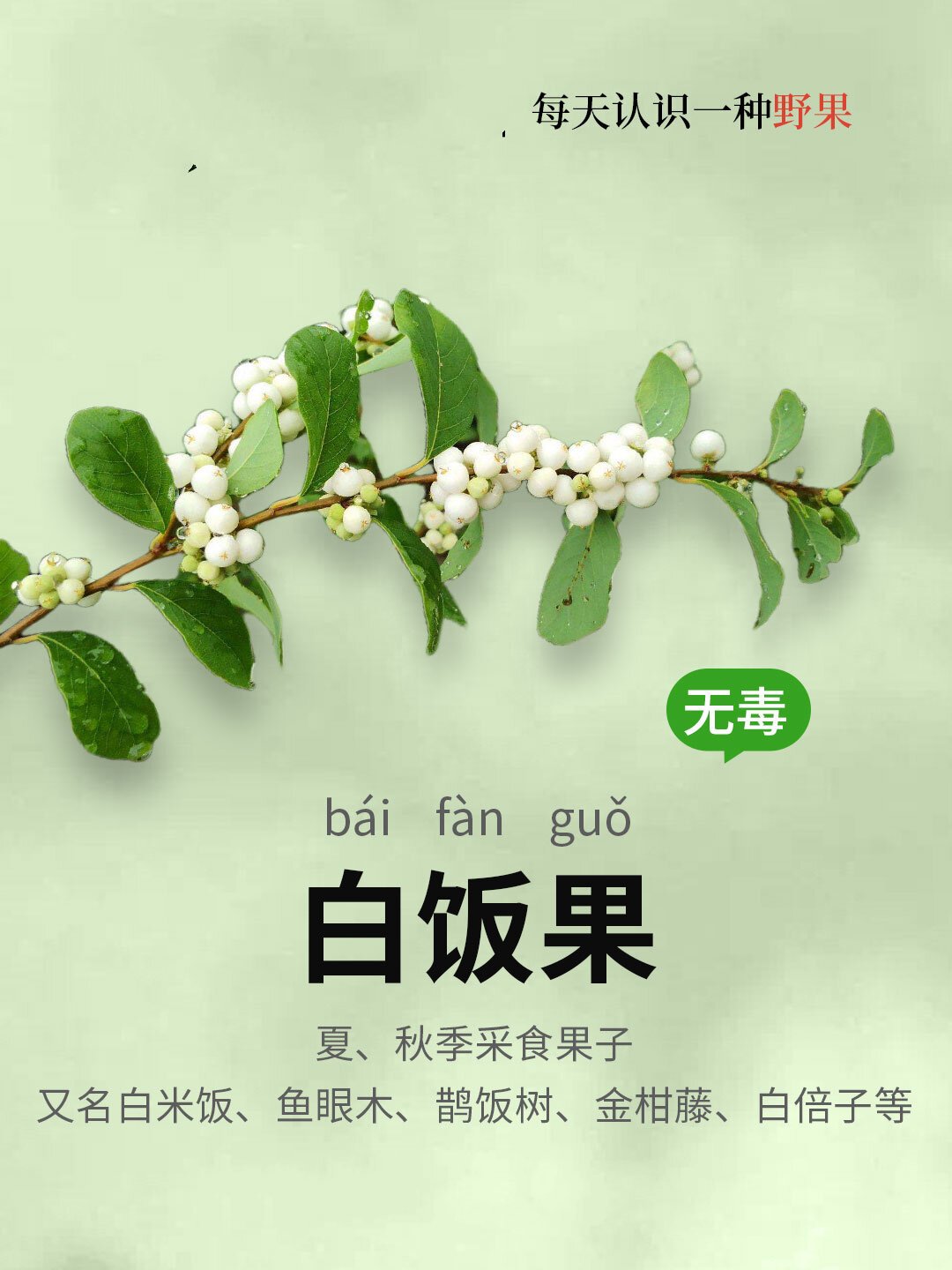 野果045 | 白饭果,沙沙甜甜的别吃太多