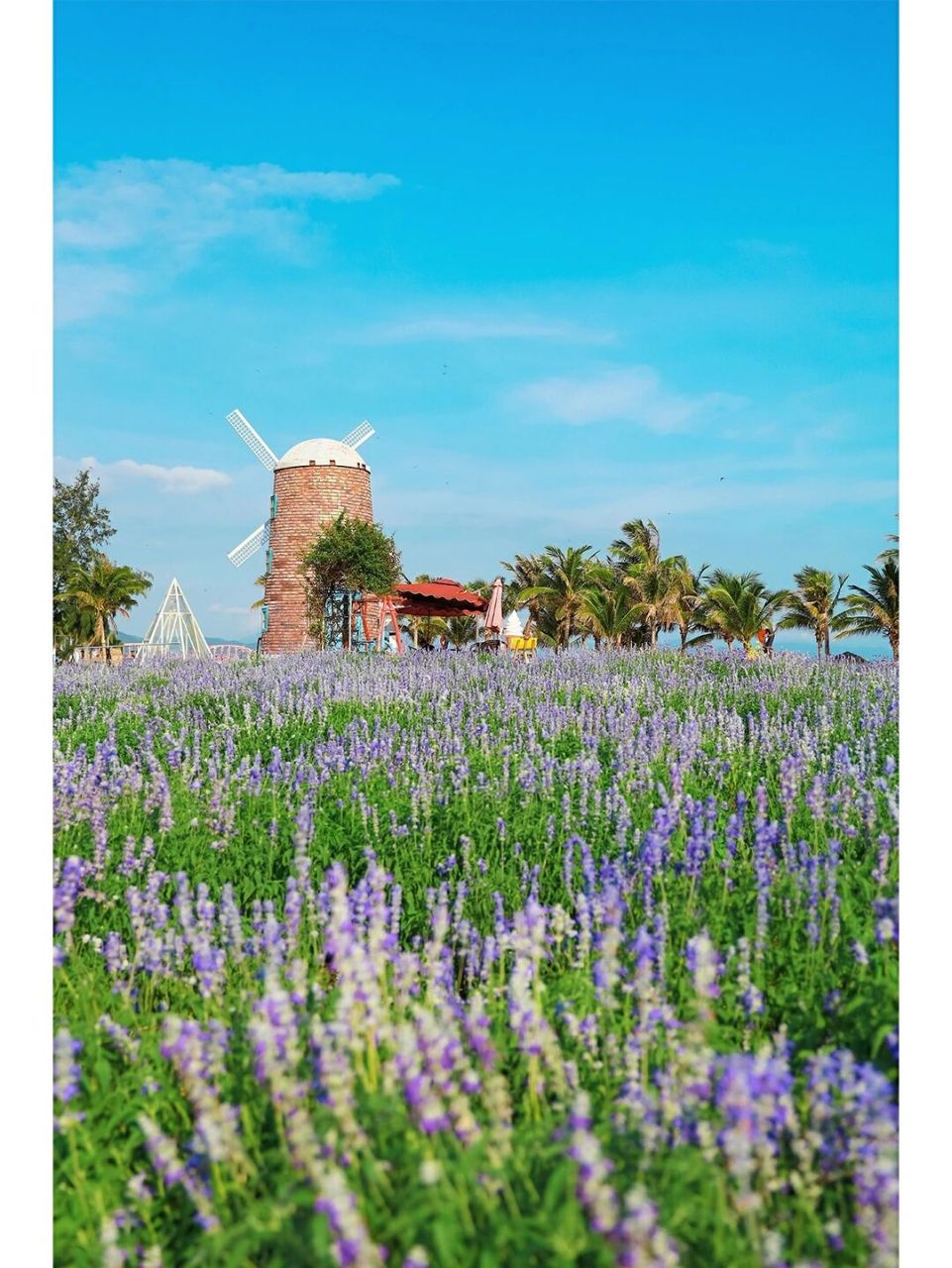 深圳玫瑰海岸丨最浪漫幸福的海岛,美到窒息 78玫瑰海岸 是深圳最美