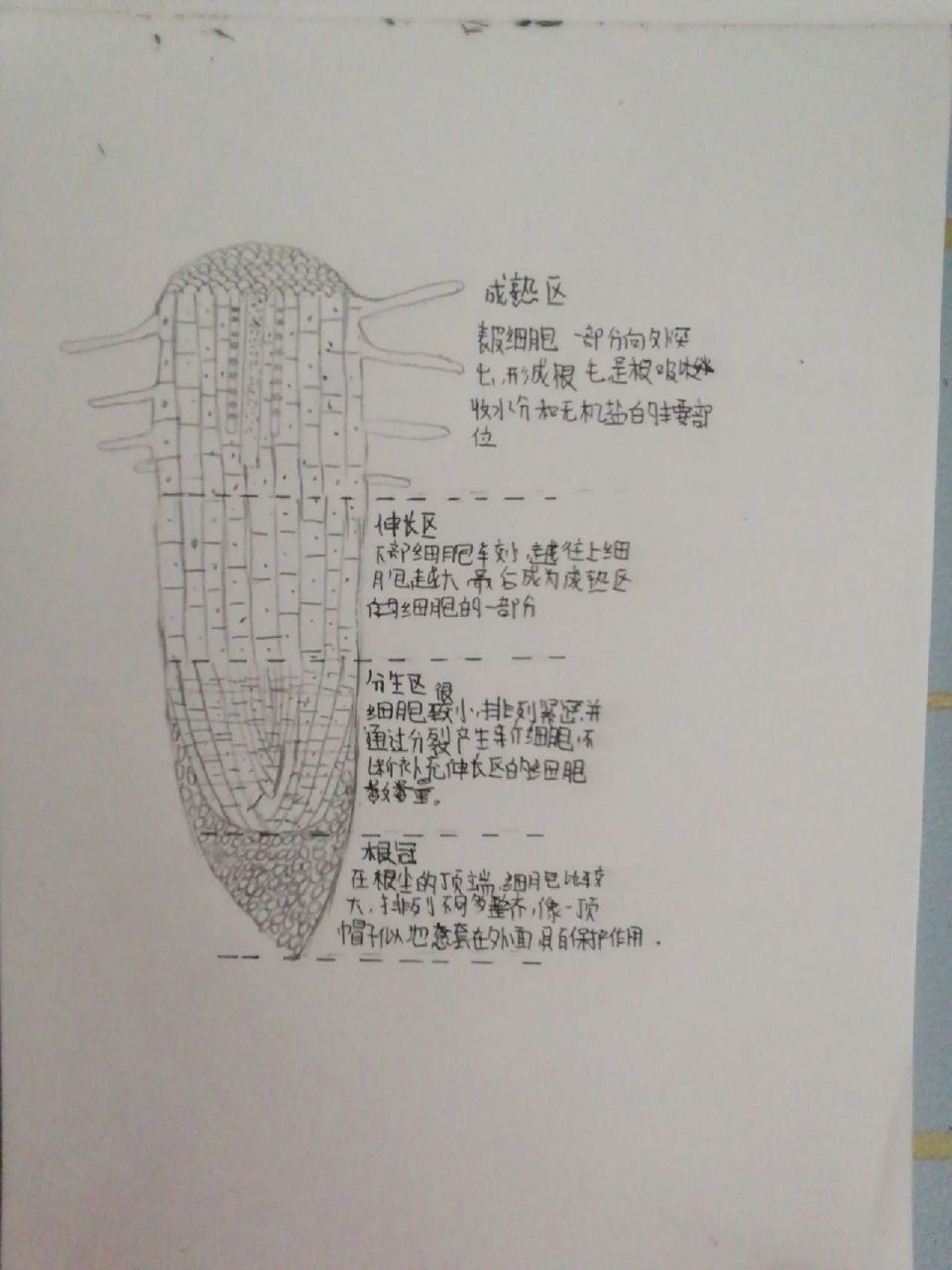 菜豆种子根尖结构图图片