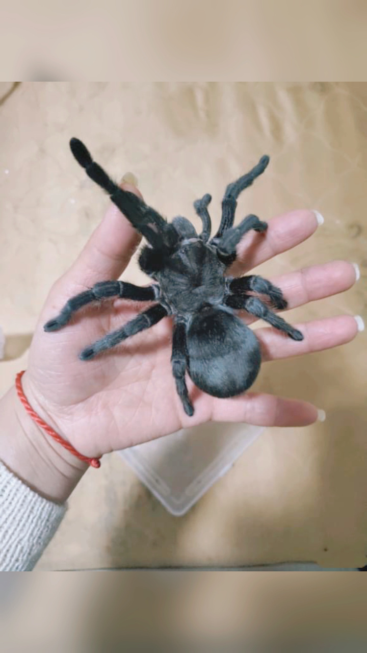 捕鸟蛛,蜘蛛上手集合 欢迎一起交流