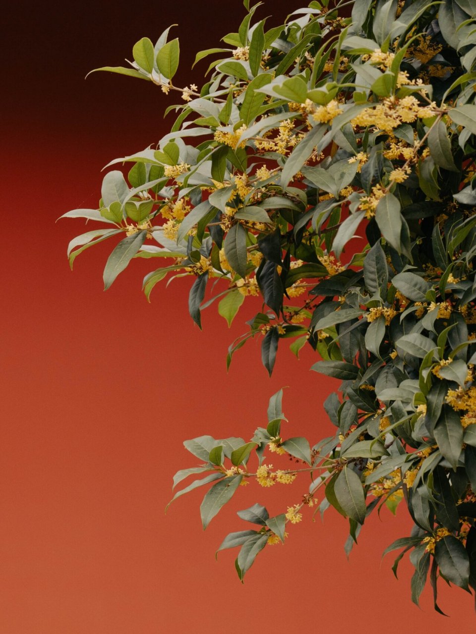 细说100种好闻的植物|015桂花 桂花(osmanthus)|栽培历史长达2500年的