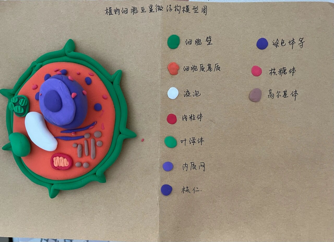 生物作业|自制植物细胞亚显微模型图