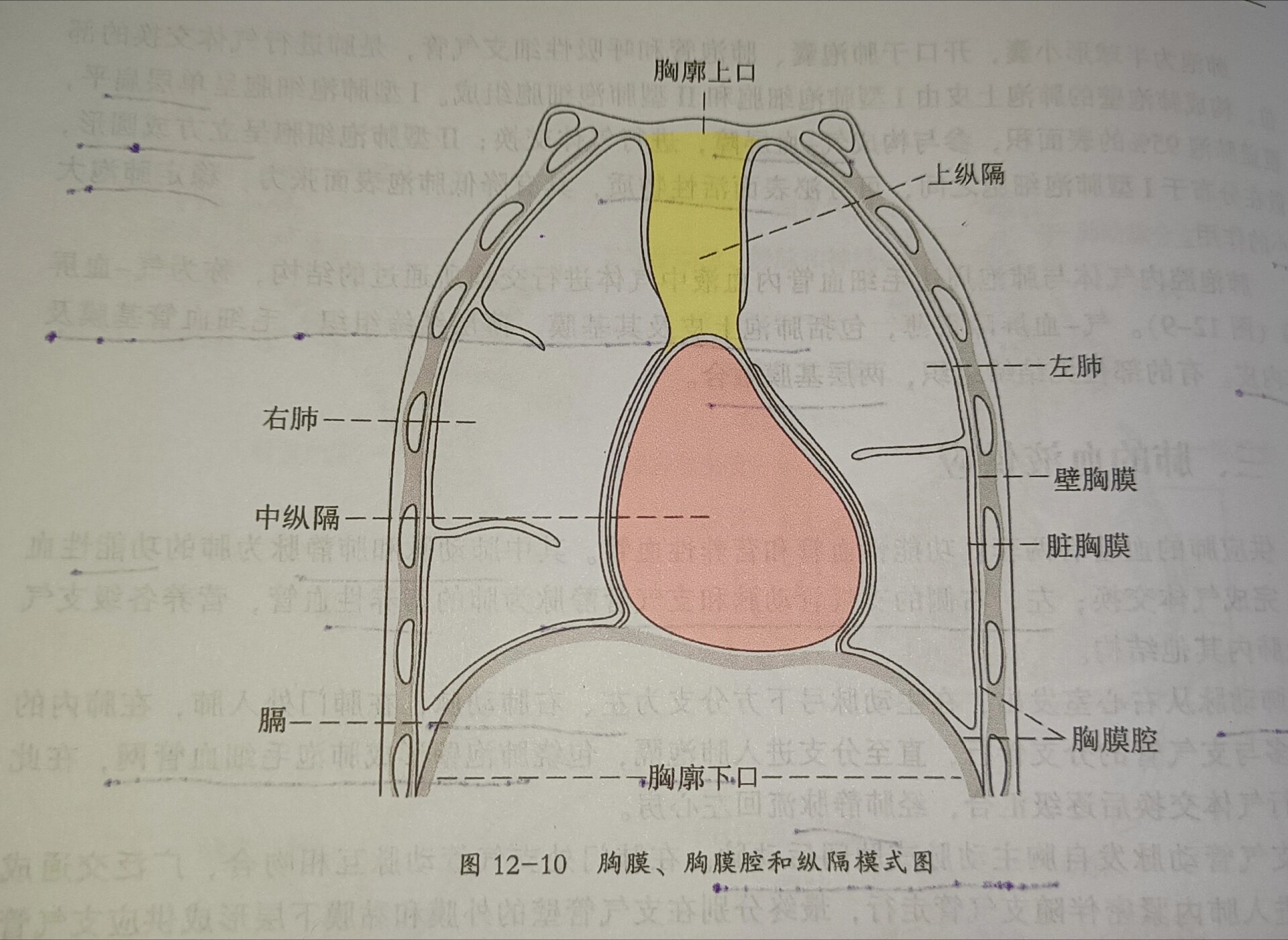 考研/运动解剖学/胸膜和胸膜腔