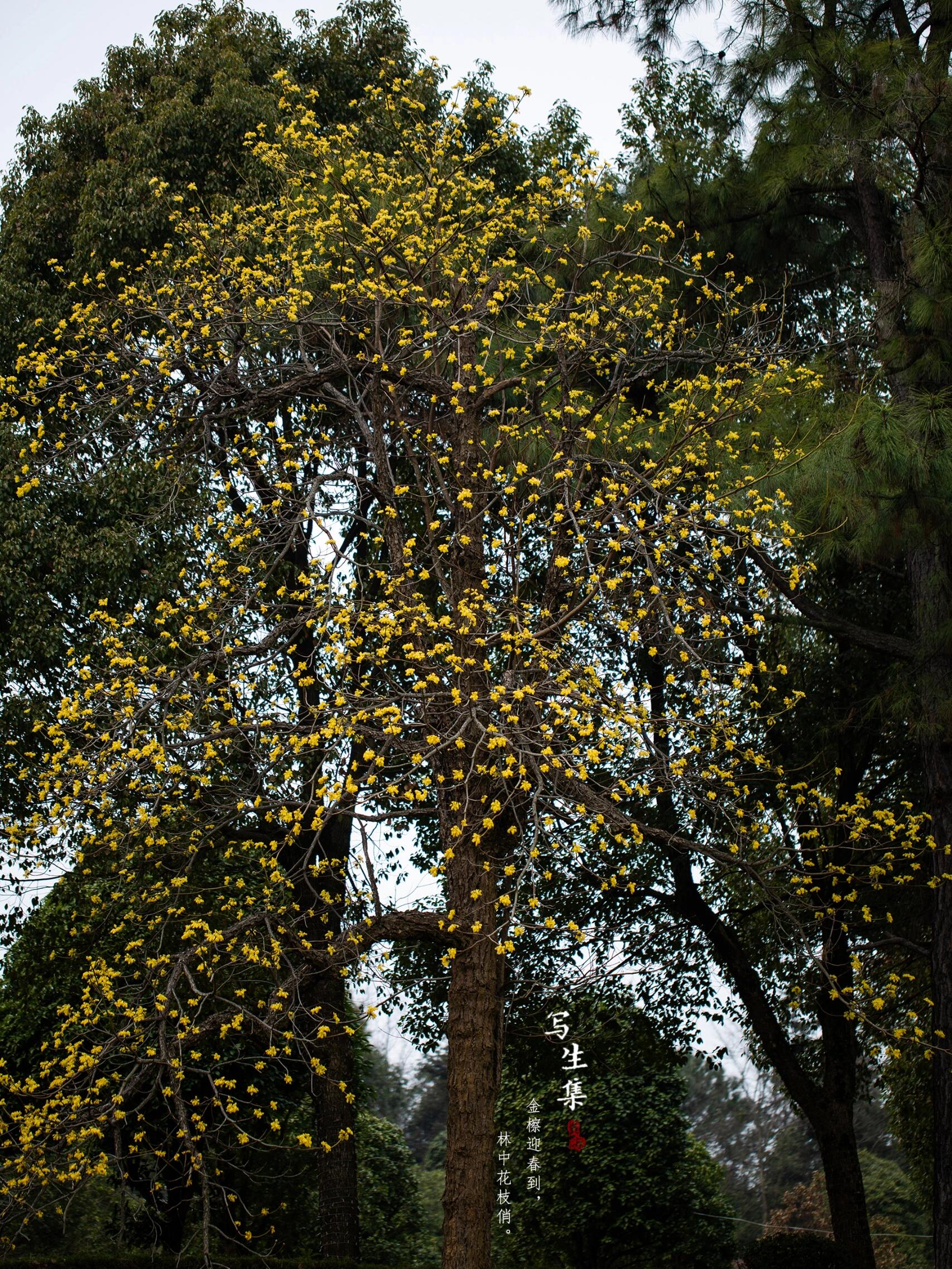 檫木花|sassafras tzumu