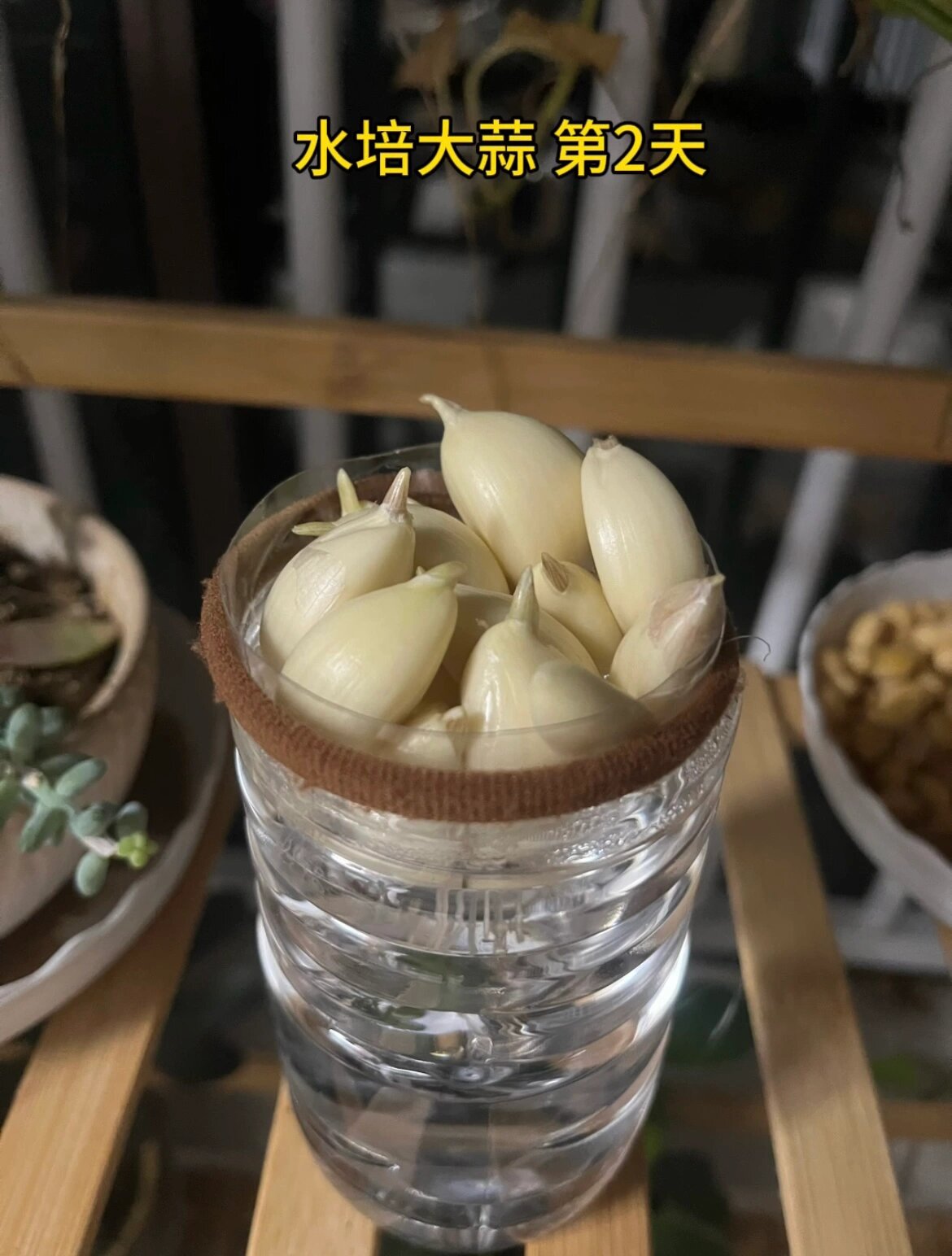 幼儿园作业 水培种子 大蒜 记录成长过程