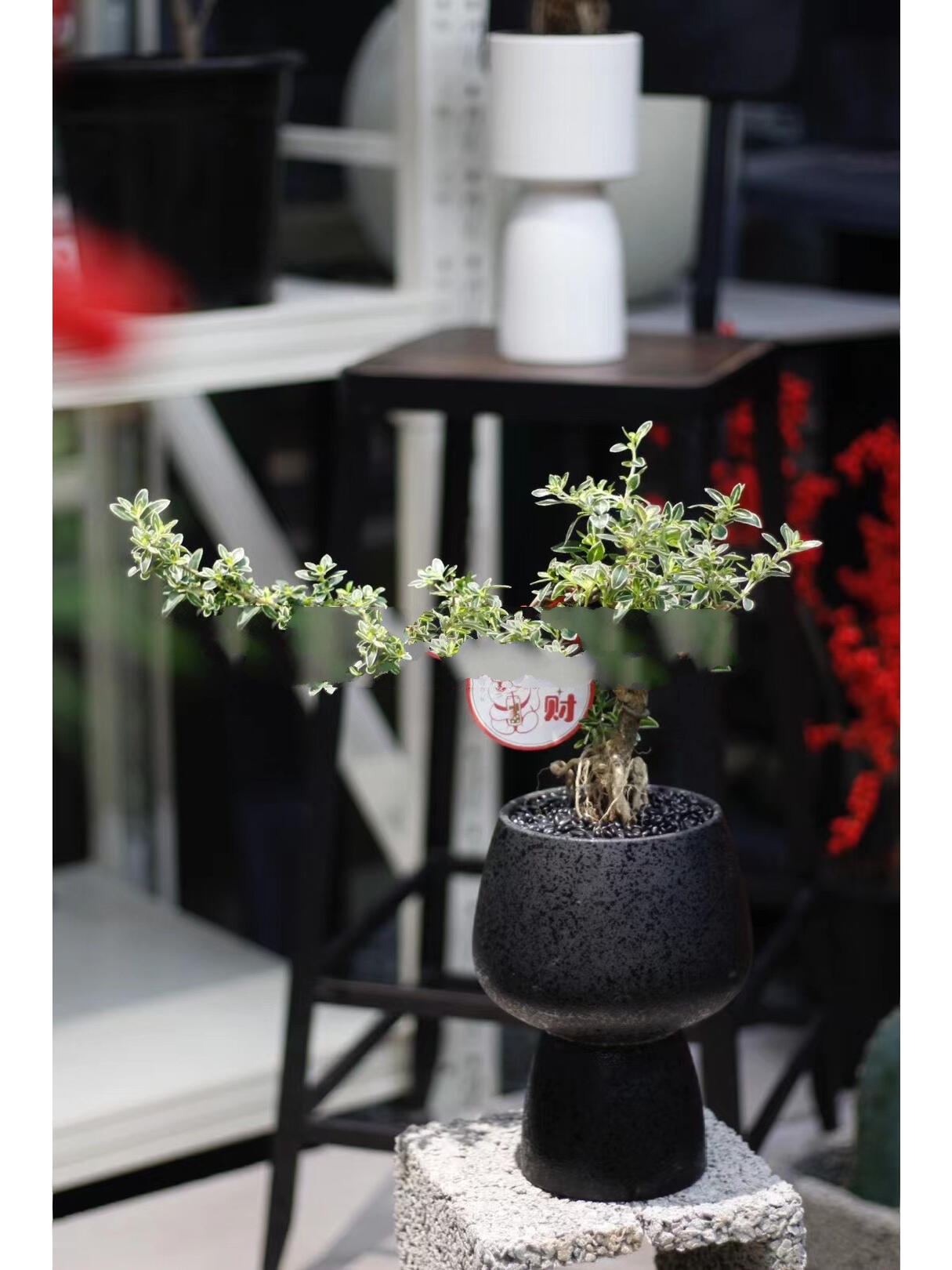 悬崖造型六月雪,耐寒盆景