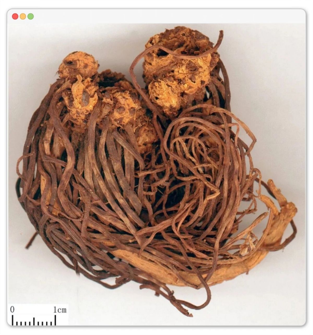 紫菀 | 一味止咳化痰的中药 【性味归经】 辛,苦,温.归肺经.