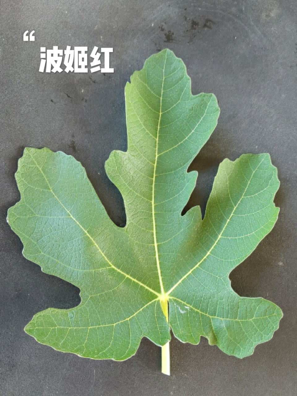 几个品种无花果的叶子 无花果的品种区分,叶片只能做一个参考,最终的