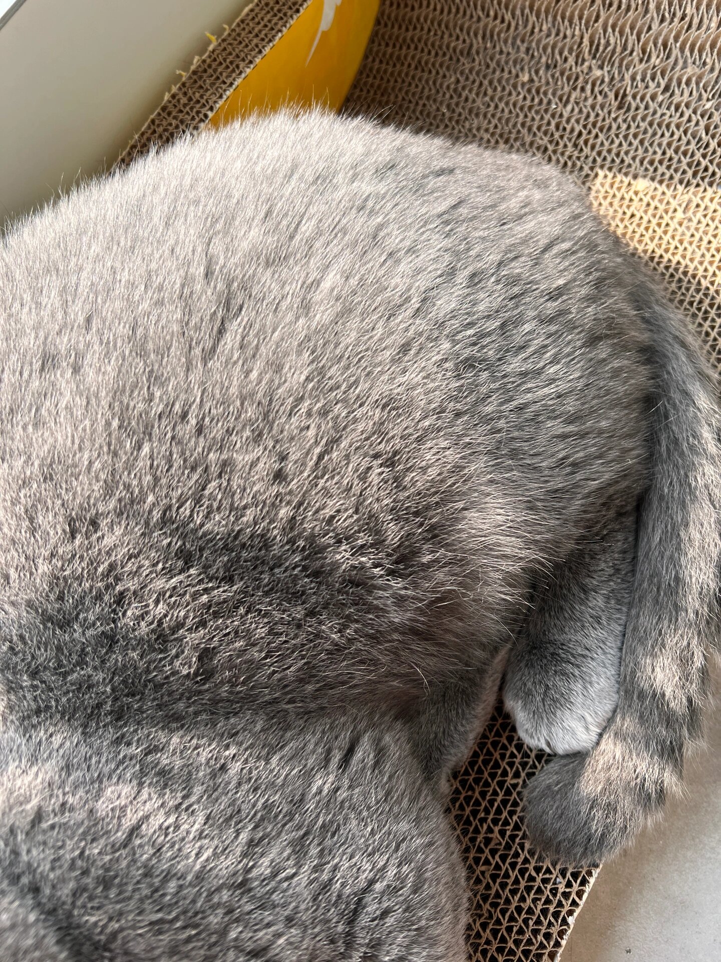 蓝猫毛尖白 网上说蓝猫毛尖白色叫"毛尖挂霜",又说因为营养不良也有说