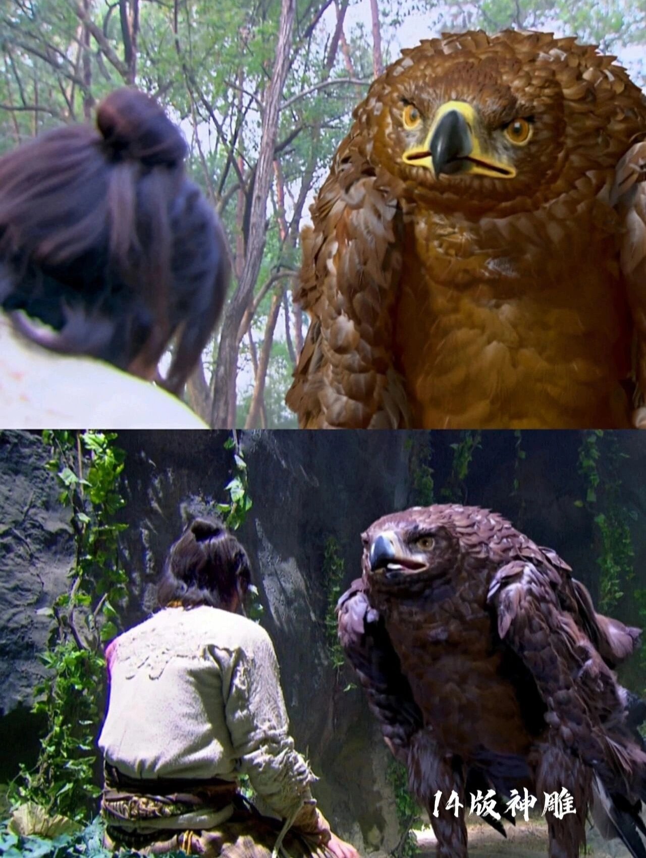 《神雕侠侣》各个影视版本的雕兄