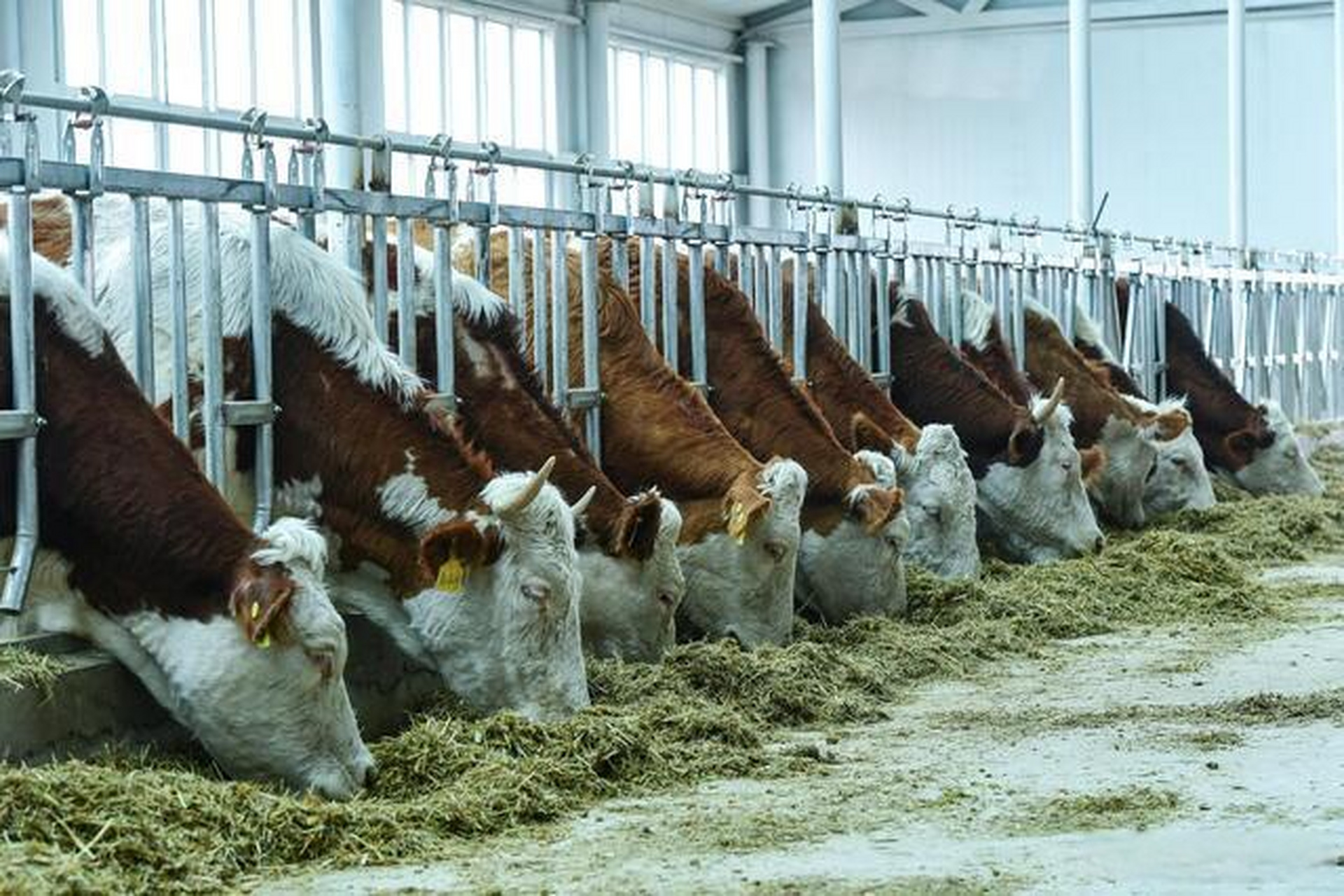 【向全国肉牛产业第一重镇进军】高林屯种畜繁育中心是通辽最早开始