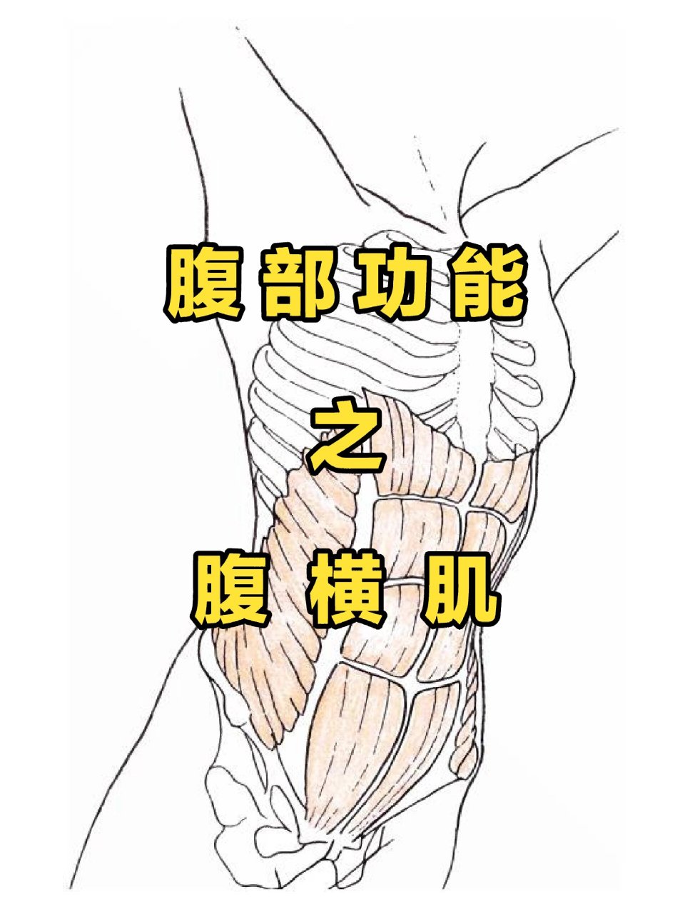 横纹肌分布图片