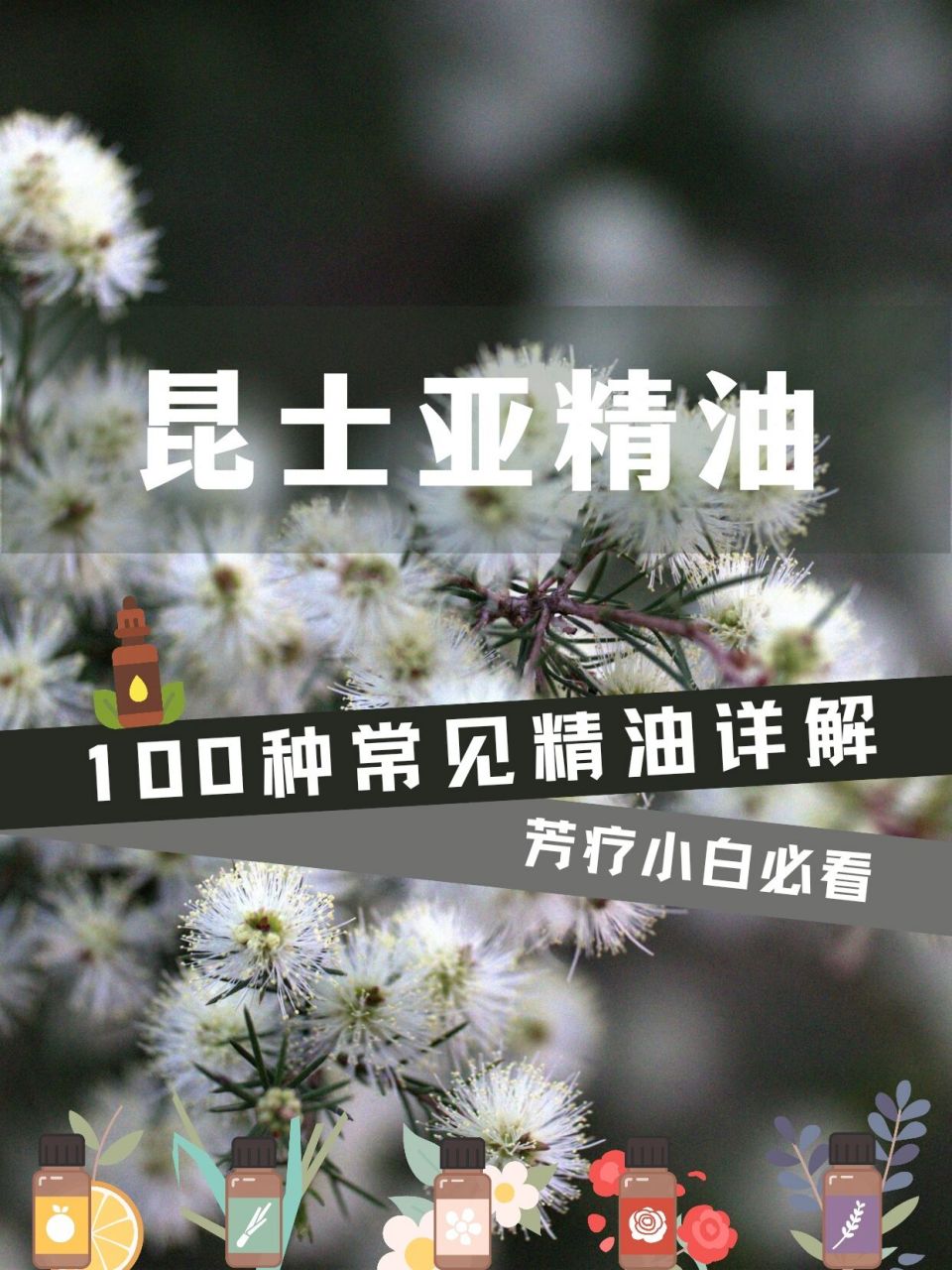 9797昆士亚精油和芳枸叶精油都属于近年来的精油新贵,特别是在