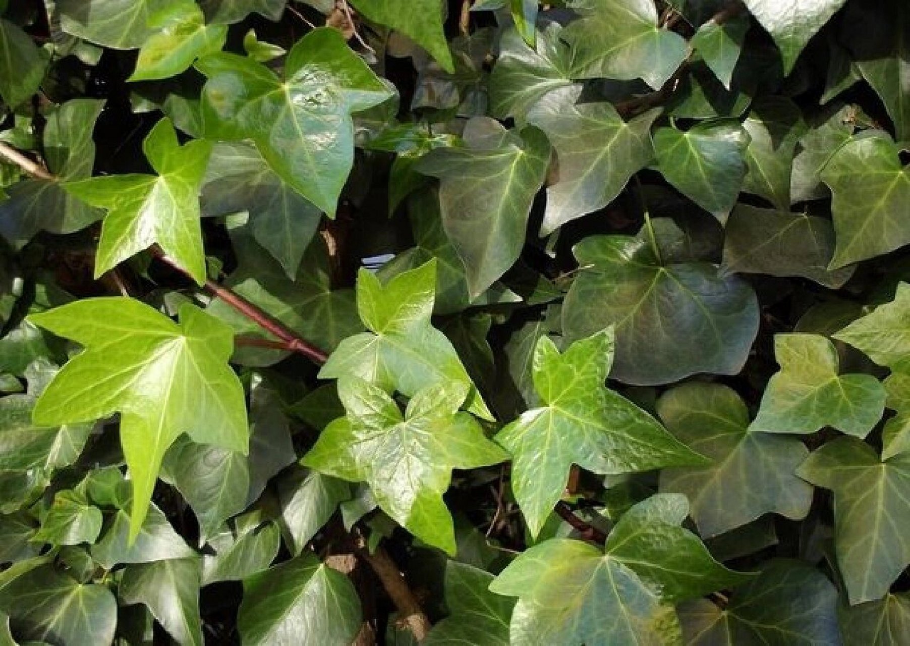 154 | 爬山虎 99药材名: 爬山虎(葡萄科) 99别名: 枫藤,假葡萄藤