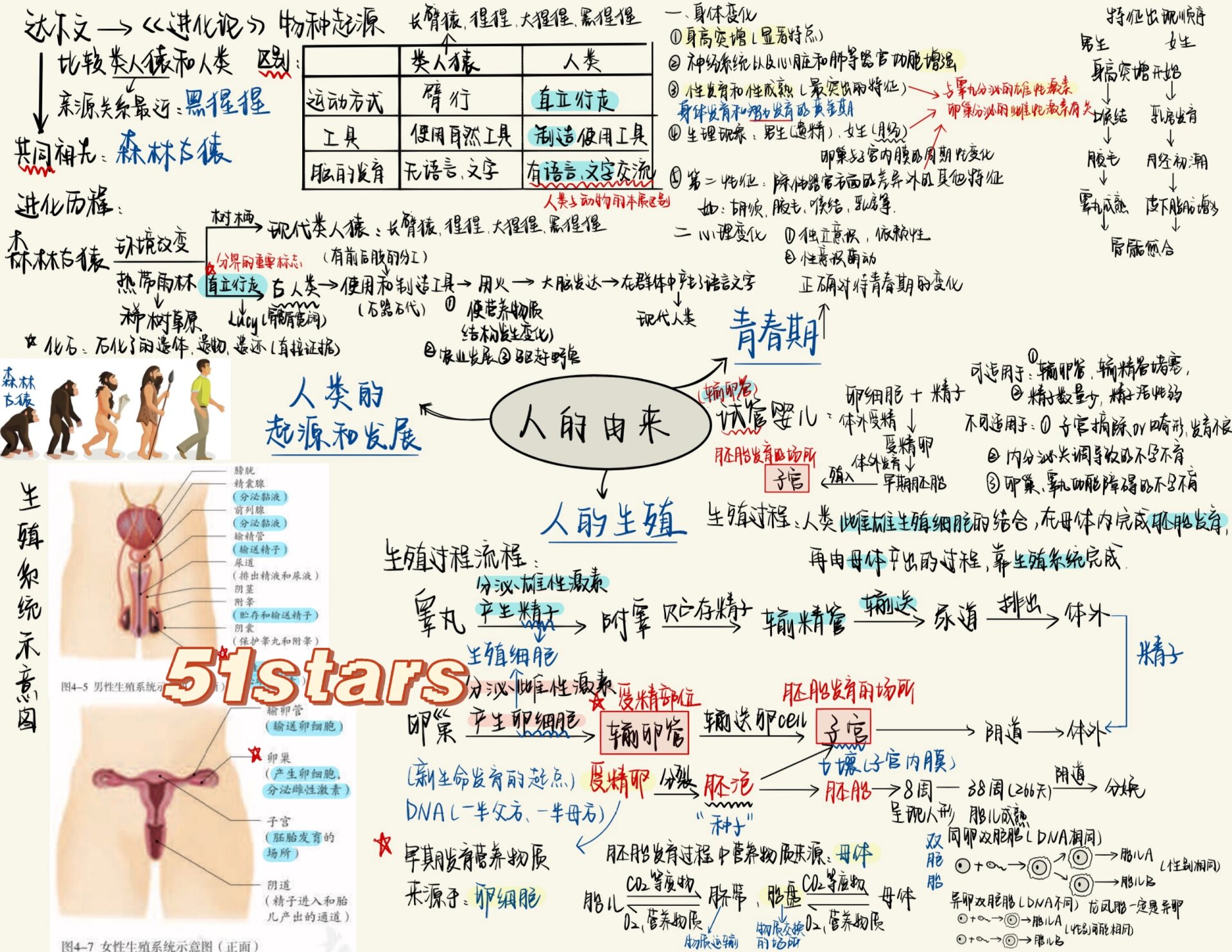 七年级下生物第一章 人的由来思维导图