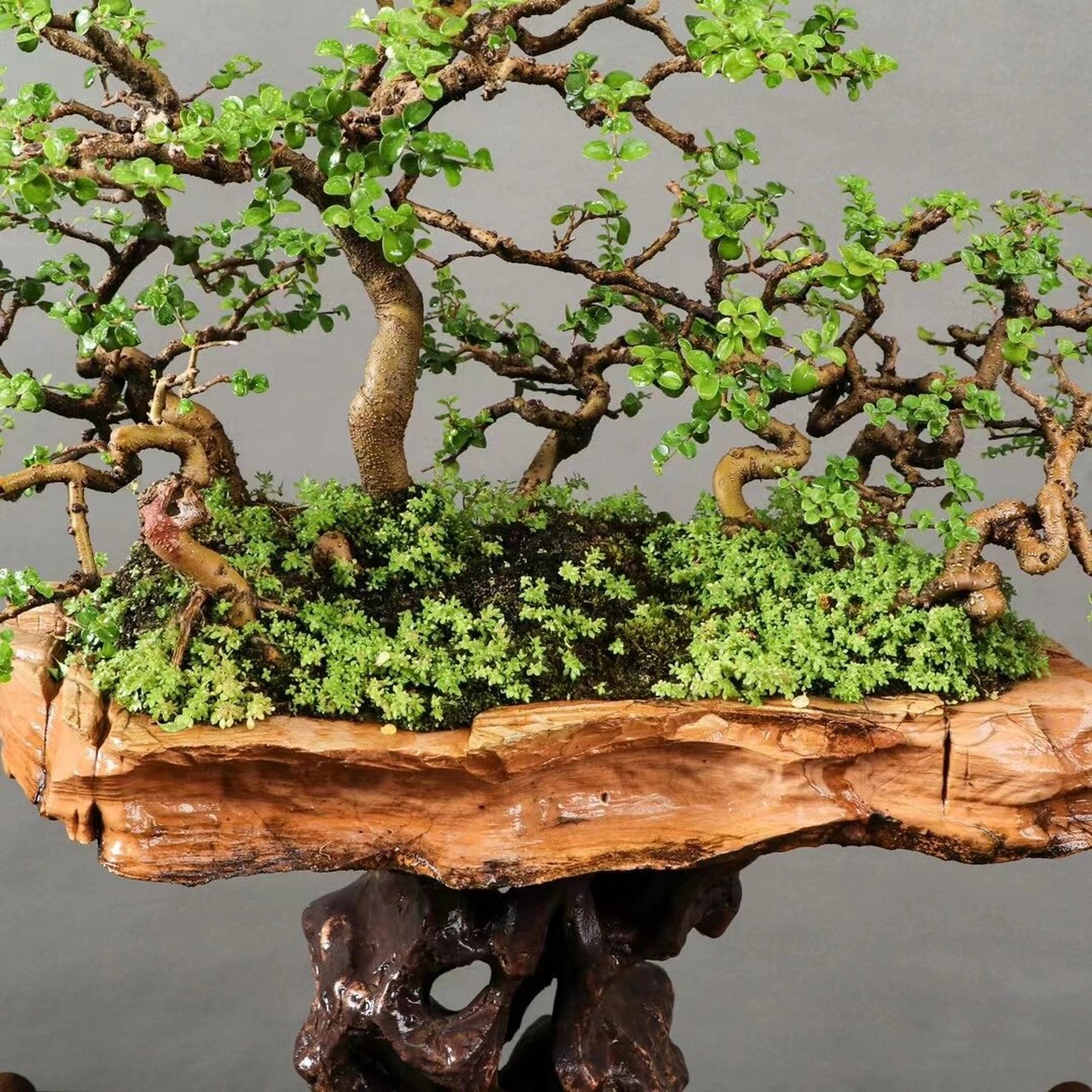 海南香兰 年功丛林香兰盆景,原石盆,高低错落有致,每个枝条一寸三弯