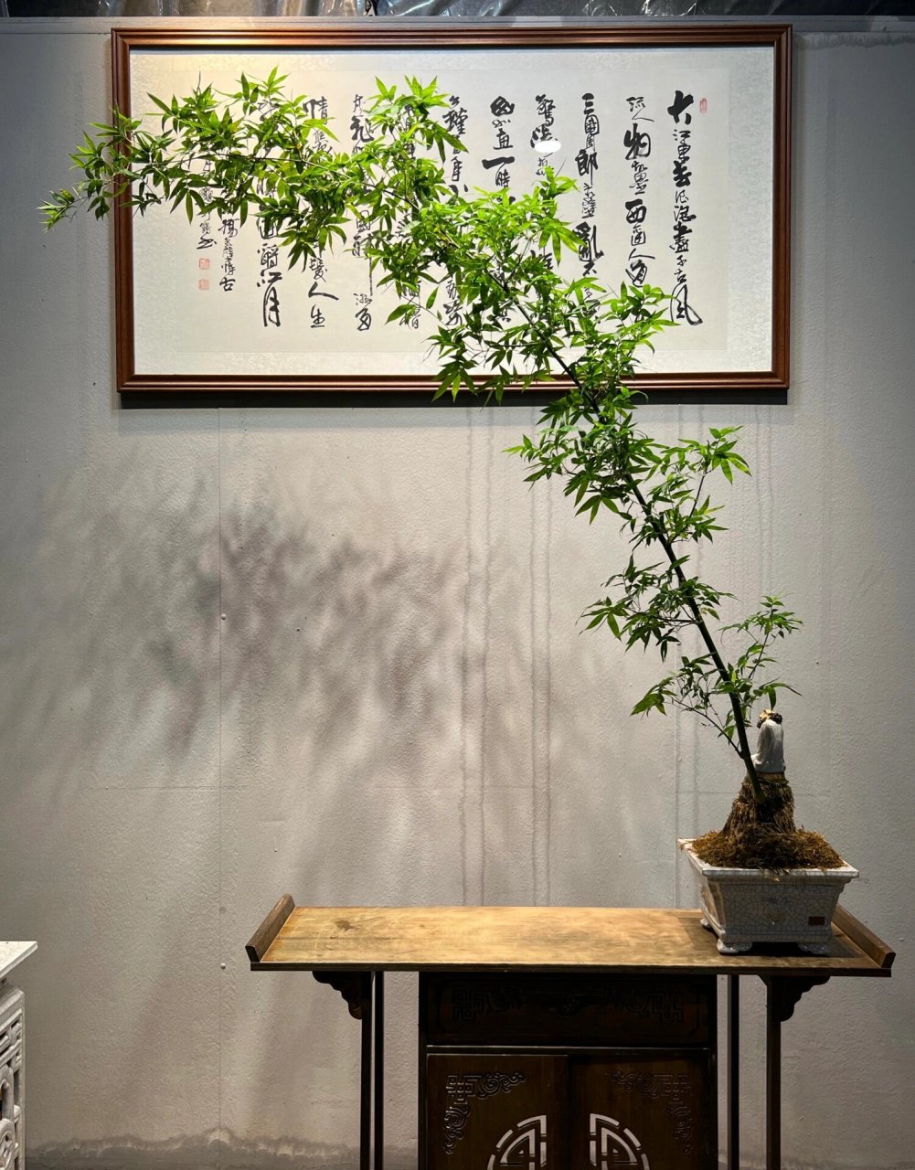 精品簕竹盆景 精品老桩小叶簕竹,带盆高165,飘长220,盆宽29,盆高17