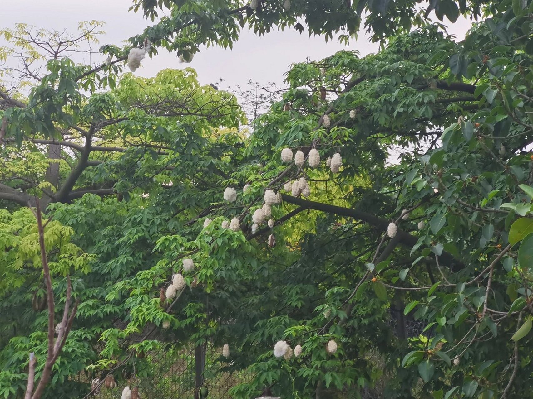 木棉是华南本土树种