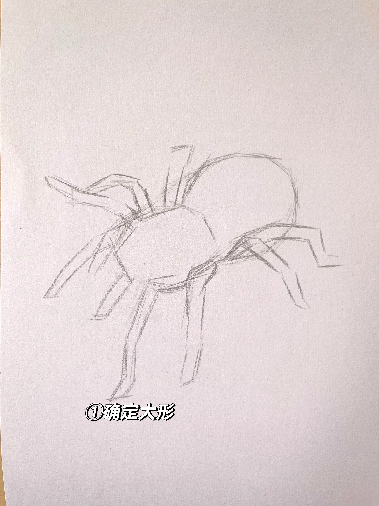 蜘蛛.素描步骤 教程