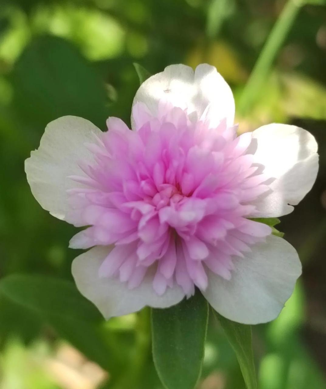 重楼太阳花也是太阳花的一种,是那种阔叶的,长着像野生的马齿苋一样的