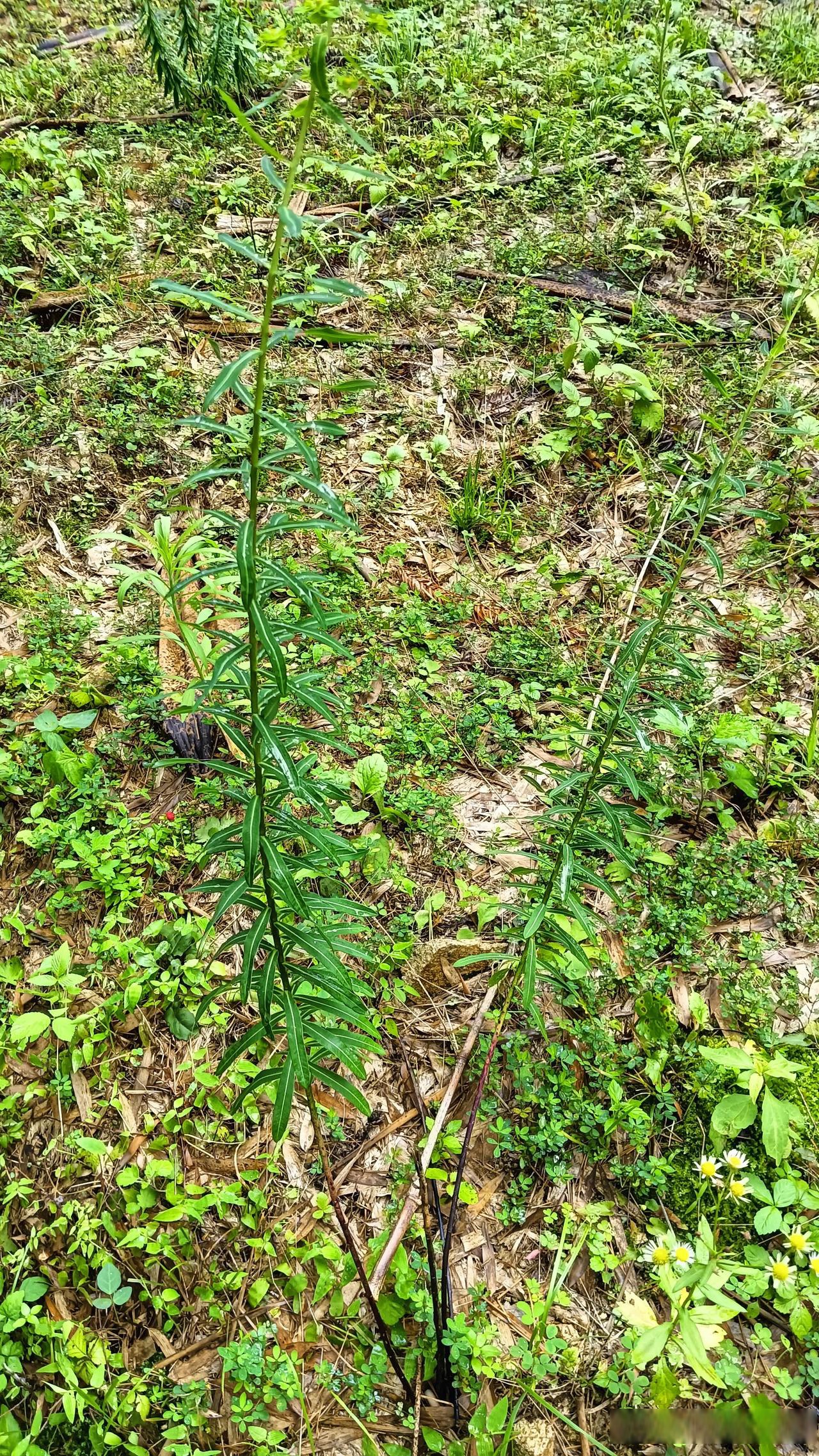 很多植物长得很奇特,这不,骑车上山,路边就有一片,一根一根的,像鸡毛