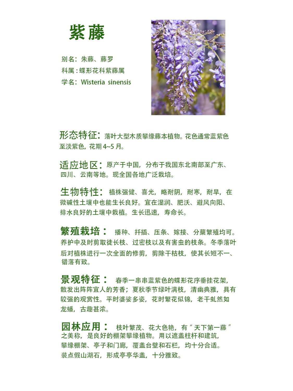 园林造景藤蔓植物—紫藤