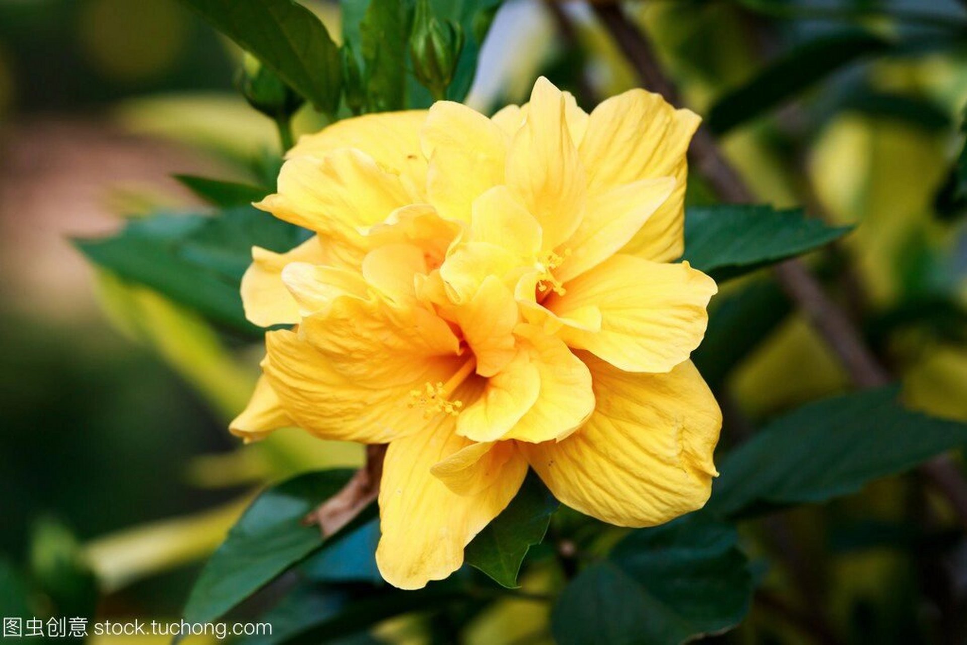 芙蓉花的品种 芙蓉的品种 94白芙蓉:开白花 94粉芙蓉:花色粉红