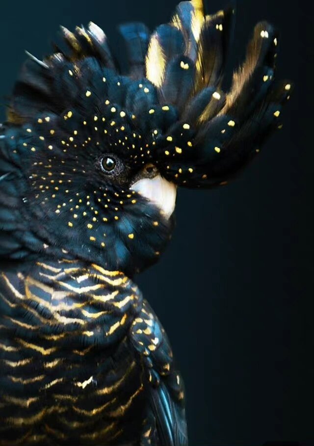 红尾黑凤头鹦鹉(calyptorhynchus banksii )