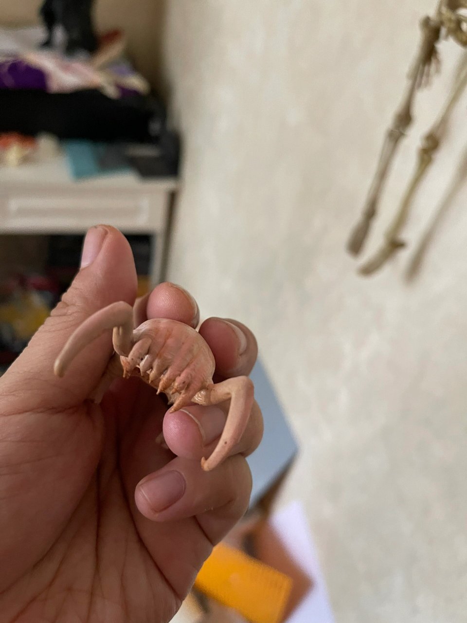 半条命猎头蟹3d打印模型图色分享 今天我要分享的是游戏半条命里的