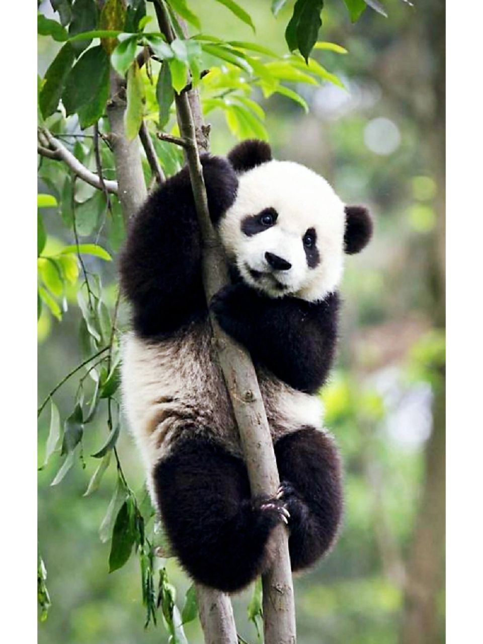 国宝大熊猫,太可爱了吧!